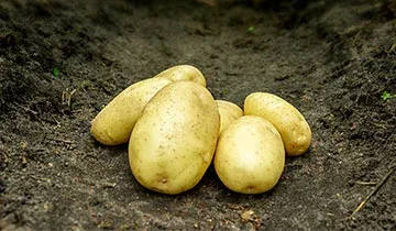 Елінор (Elinor)