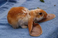 Фото Англійський Баран