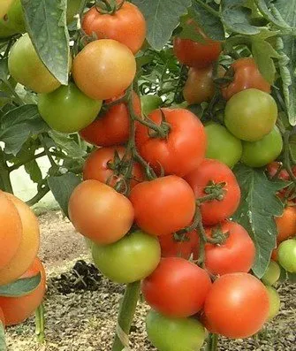 Платус F1 / Platus F1