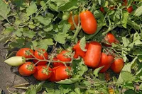 Фото Уліссе F1 / Ulisse F1