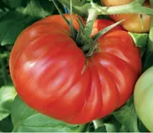 Фото Космос F1