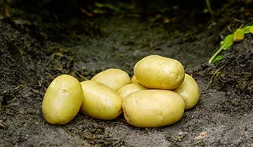 Балерина (Ballerina)