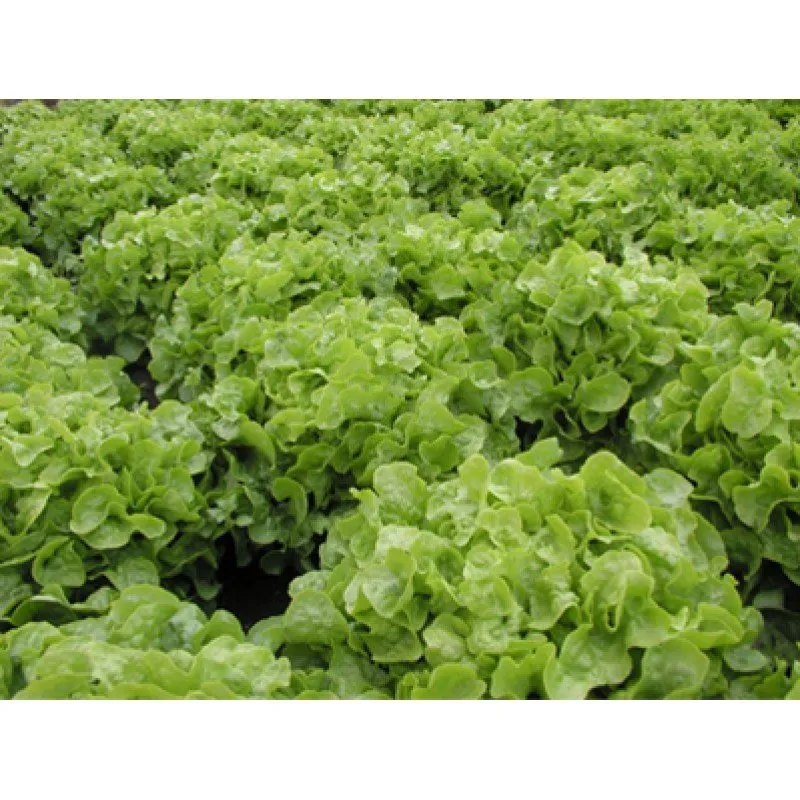 Дубаголд / Dubagold