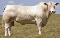 Фото Канхім (Canchim)