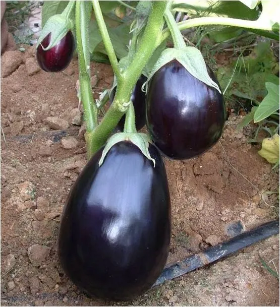 Перфекшен F1 / Perfection F1