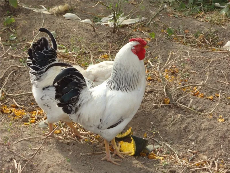 Першотравнева (Первомайська)