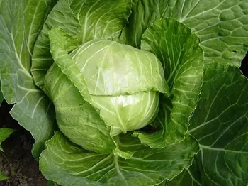 Сорти капусти Естафета