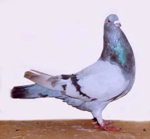 Породи голубів Римський