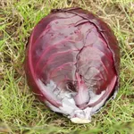 Фото Фуего F1 / Fuego F1