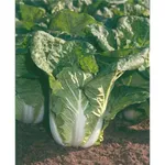 Фото Сторидо F1 / Storido F1