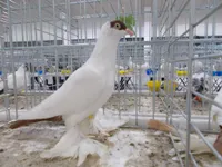 Фото Польська Кримка