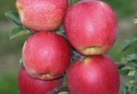 Фото Чемпіон