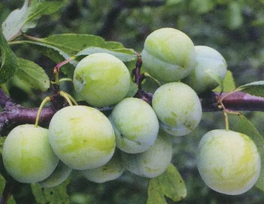 Ренклод Колхозний