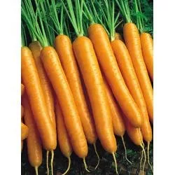 Більбо F1 / Bilbo F1