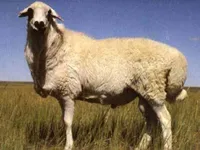 Фото Уджумкін (Ujumqin)