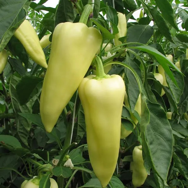 Центурі РЦ F1 / Century RZ F1