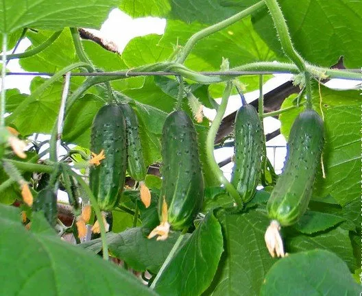 Секрет фірми F1