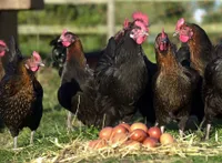 Фото Берфорд Браун