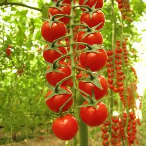 Сомма F1 / Somma F1