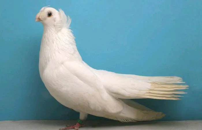 Акерманський двочубий