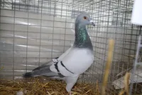 Фото Гір (Gier)