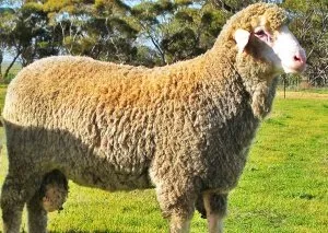 Фонтхіл Меріно (Fonthill Merino)