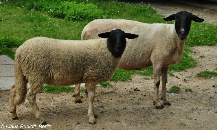 Роеншафська (Rhoenschaf)