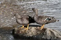 Фото Африканська Чорна