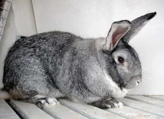 Шиншила радянська