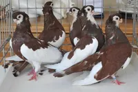 Фото Ржевський стрічковий турман