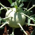 Фото Еріка F1 / Erika F1