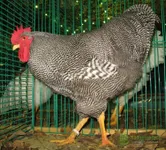 Фото Плімутрок