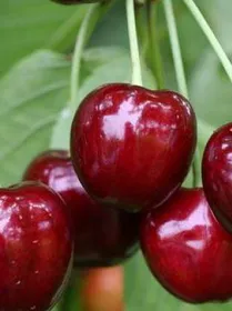 Сорти черешні Мелітопольська червона