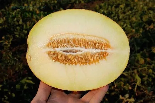 Карамель F1 / Caramel F1