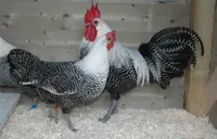 Фото Фаюмі (Файомі, Fayoumi)