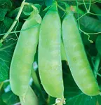 Фото Цукровий  Орегон