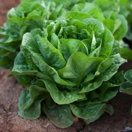 Амадеус РЦ / Amadeus RZ