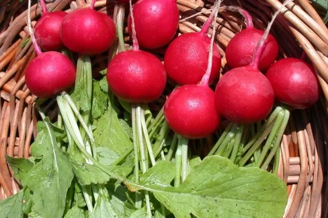 Королева Марго