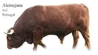 Фото Алентежанська (Alentejana)
