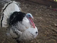 Фото Ронкьерcька