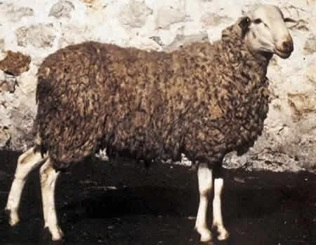 Алкарена (Alcarreña)