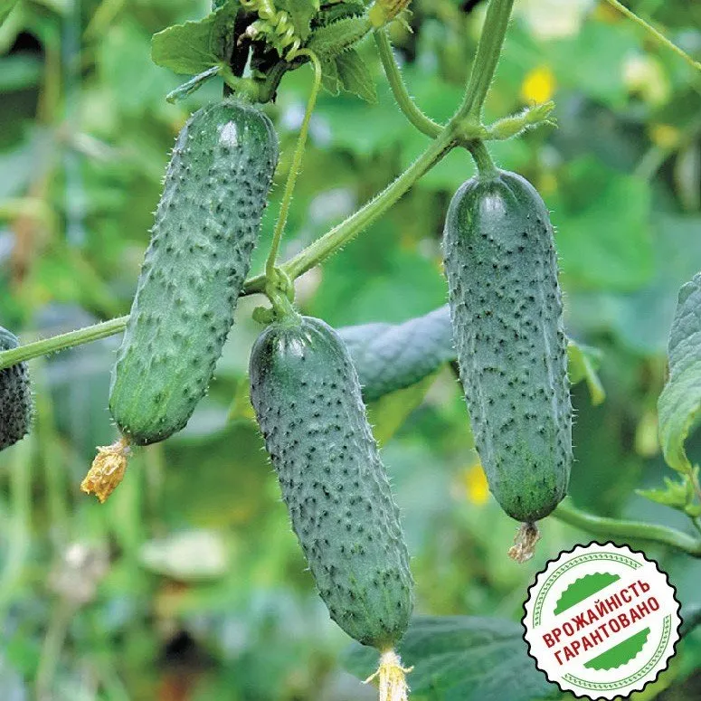 Мадіта F1 / Madita F1