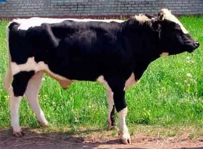 Істобенська