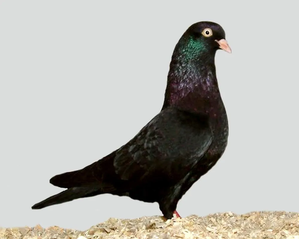 Бельгійський турман