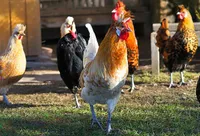 Фото Аппенцеллер Шпіцхаубен