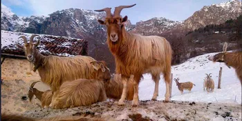 Породи кіз Біонда де Адамелло