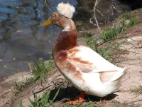 Фото Чубата качка