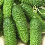 Фото Соната РЦ F1 / Sonate RZ F1