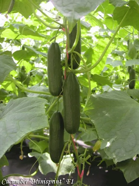 Мініспрінт F1