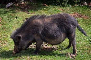 Породи свиней Тибетська